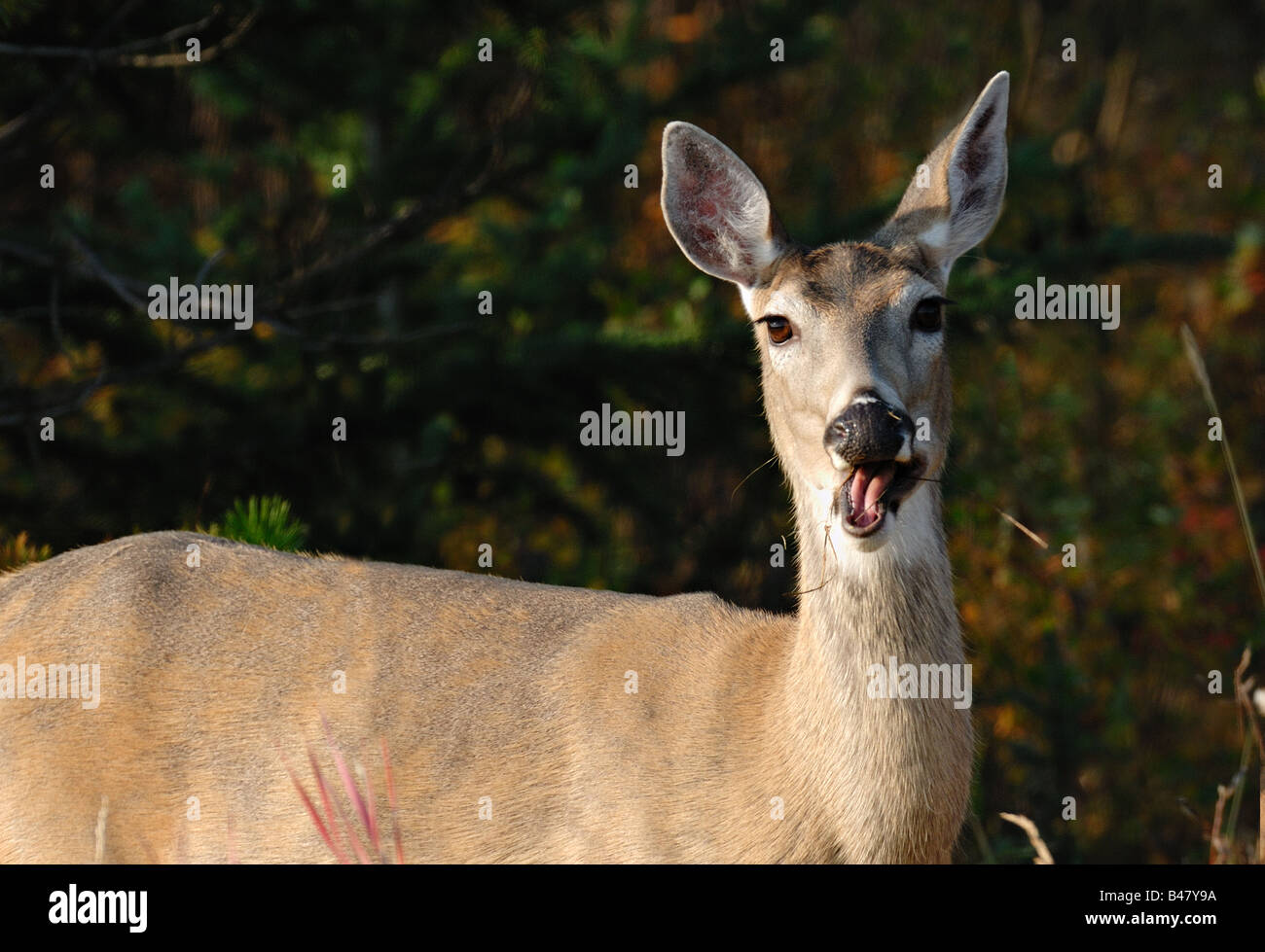 Whitetail Doe Reh 0804 Stockfoto