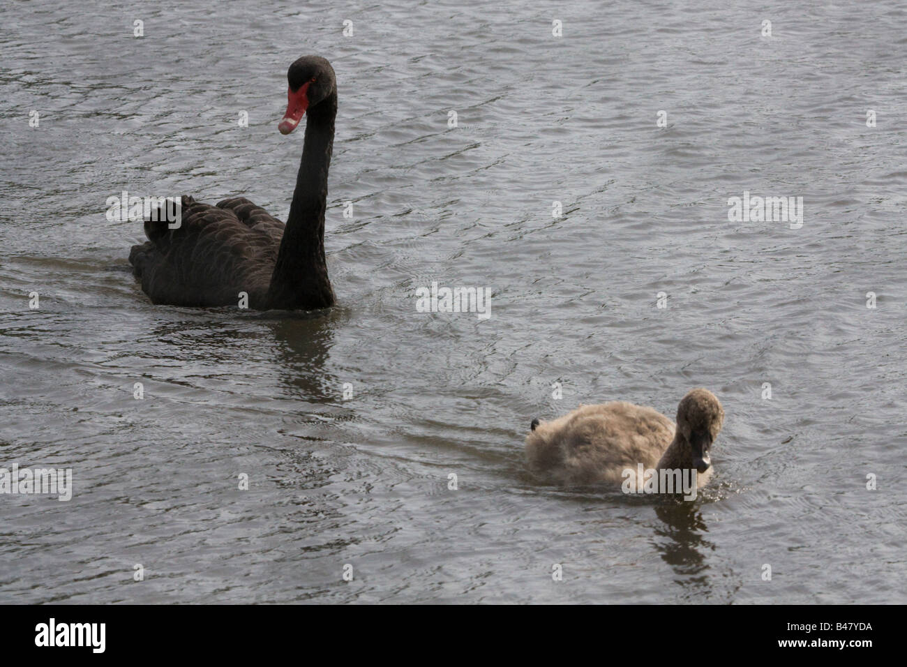 Black Swan (Cygnus olor) und Cygnet schwimmen zusammen Stockfoto