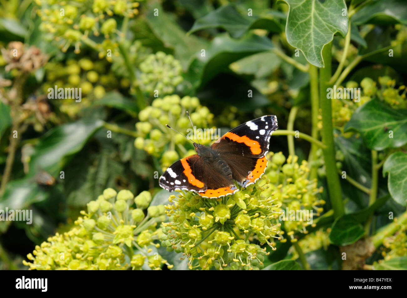 Butterfly Red Admiral Vanessa Atalanta in Ruhe auf gemeinsame Efeu Hedera Helix Norfolk Uk September Stockfoto