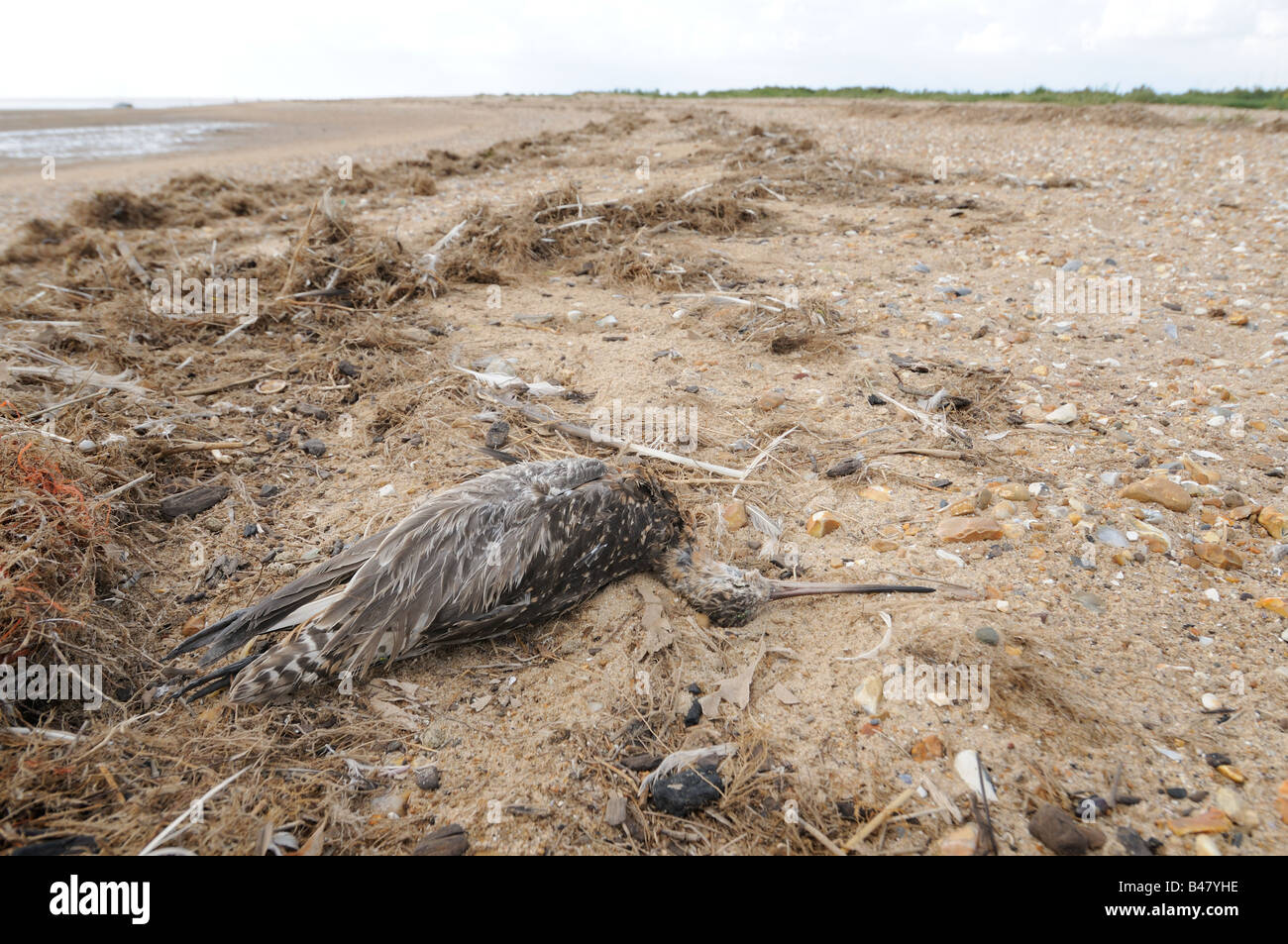 Toten Bar tailed Limosa Limosa Uferschnepfe auf Tideline Norfolk UK August Stockfoto