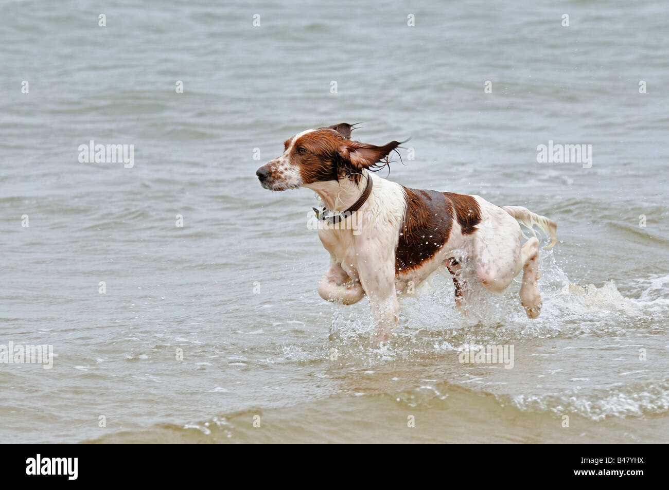 Hund läuft in das Meer UK Stockfoto