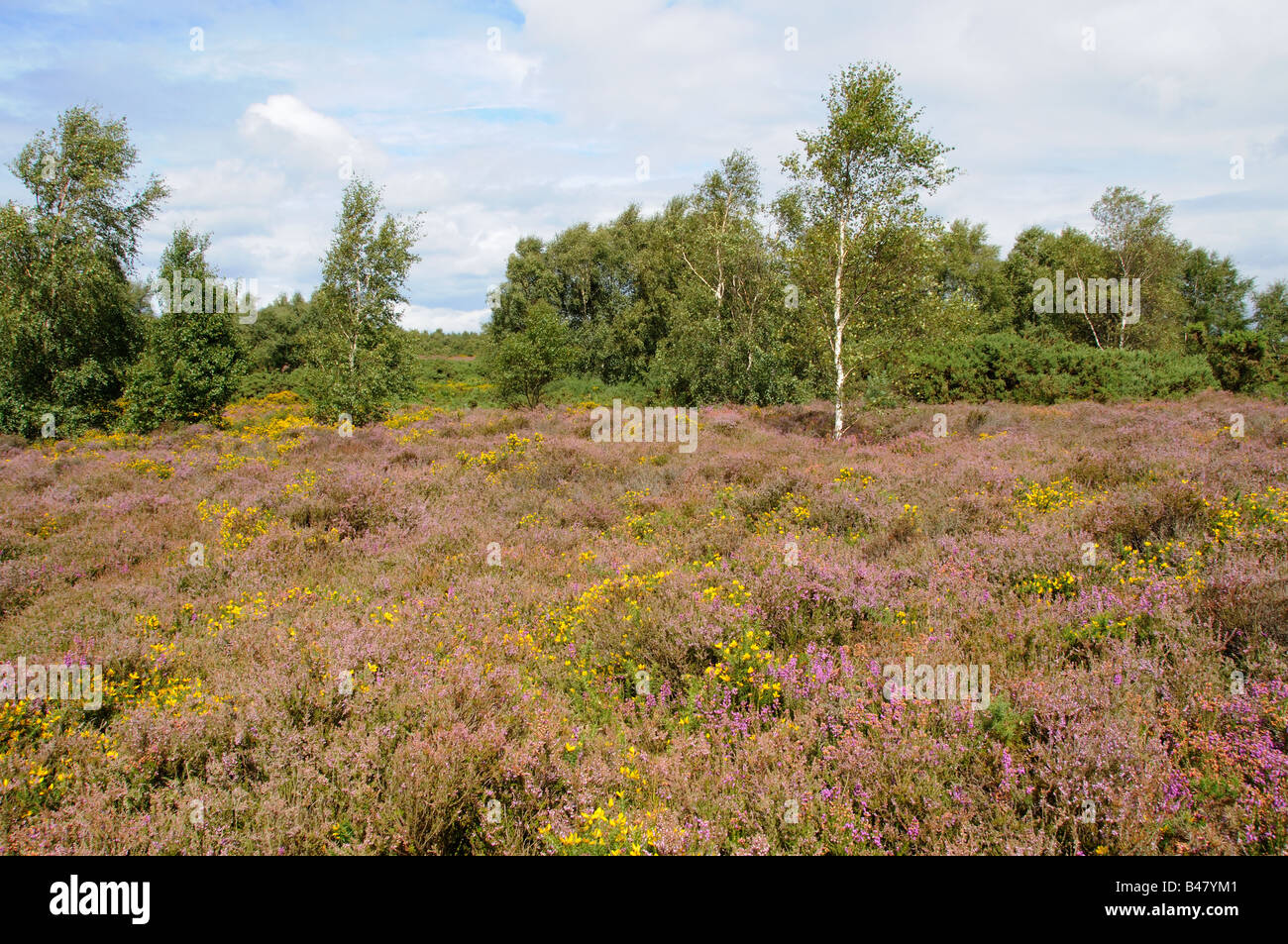 Kelling Heath North Norfolk mit Heidekraut und Ginster Lebensraum mit Silver Birch UK August Stockfoto