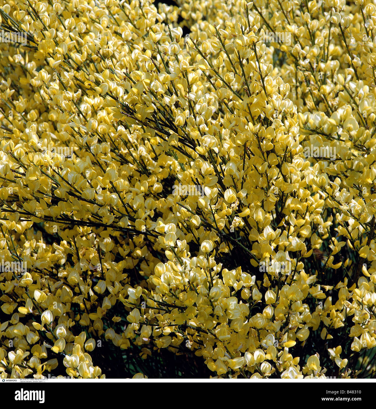 Botanik, Besen, (Cytisus), gemeinsame Ginster (Cytisus Scoparius), Blüten am Strauch, Europäische Besen, schottische Ginster, irische Besen, Englis Stockfoto