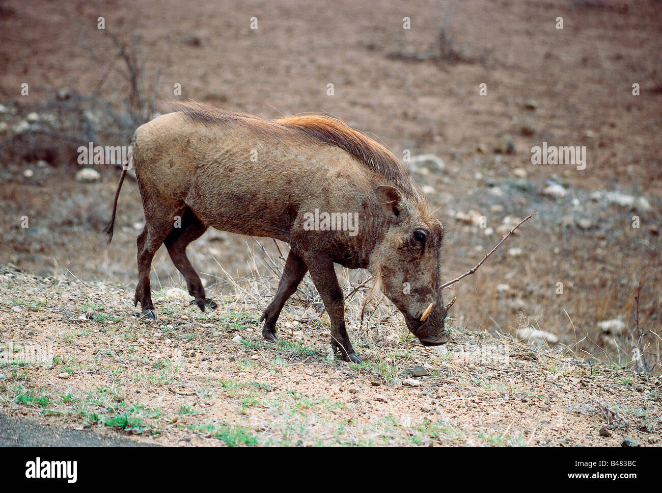 Zoologie / Tiere, Säugetier / Säugetier, Schweine, Red River Hog (Potamochoerus Porcus), stehend, Krüger Nationalpark, Südafrika Stockfoto