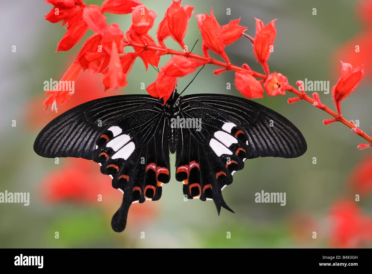 Papilio Helenus Arten hängen rote Salbei blühen, Cameron Higlands, Malaysia Stockfoto