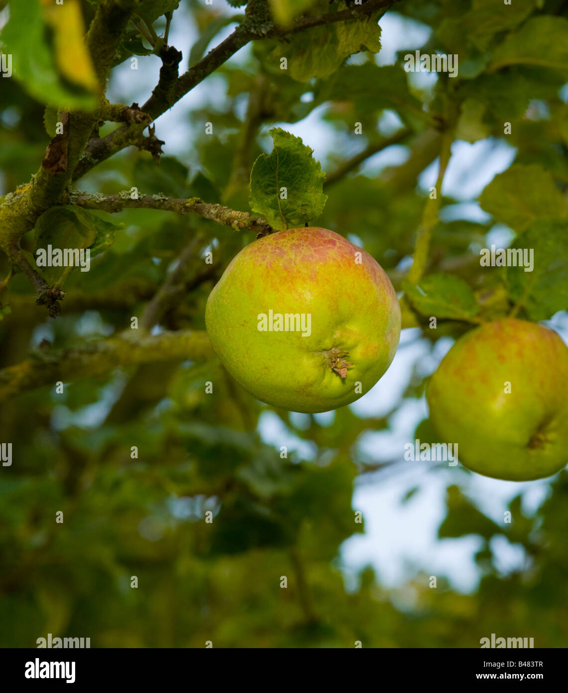 Äpfel Blume von Kent wächst in einem englischen Obstgarten Stockfoto