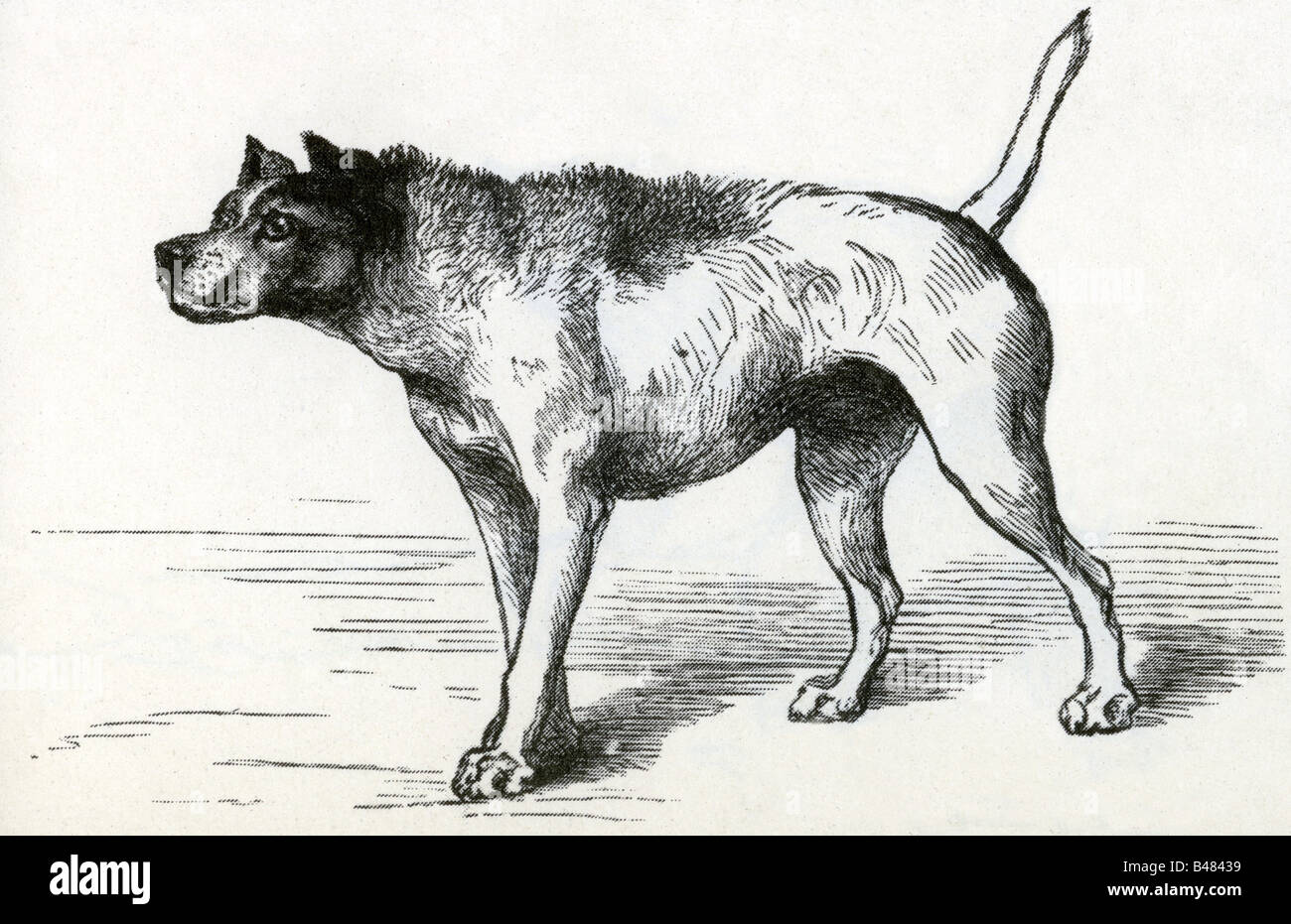 Darwin, Charles Robert, 12.2.1809 - 19.4.1882, britischer Naturforscher,  Zeichnung, Hund, von "Ausdruck der Emotionen bei Mensch und Tier", 1872,  aggressiv Stockfotografie - Alamy