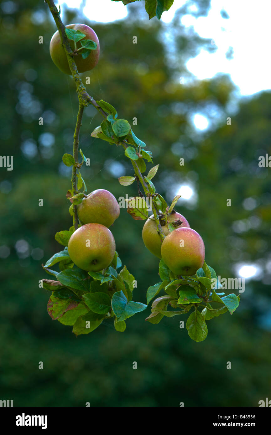 Äpfel-König von der Pippins wächst in einem englischen Obstgarten Stockfoto