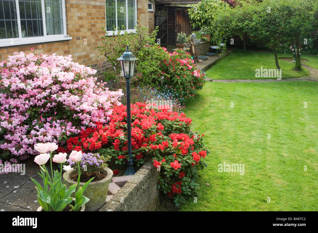 Mittelgroße Garten mit Azaleen. Surrey, UK Stockfoto