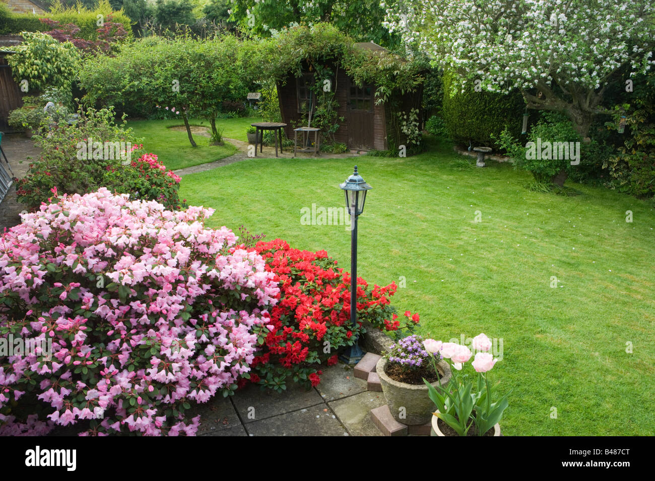 Mittelgroße Garten mit Azaleen. Surrey, UK Stockfoto