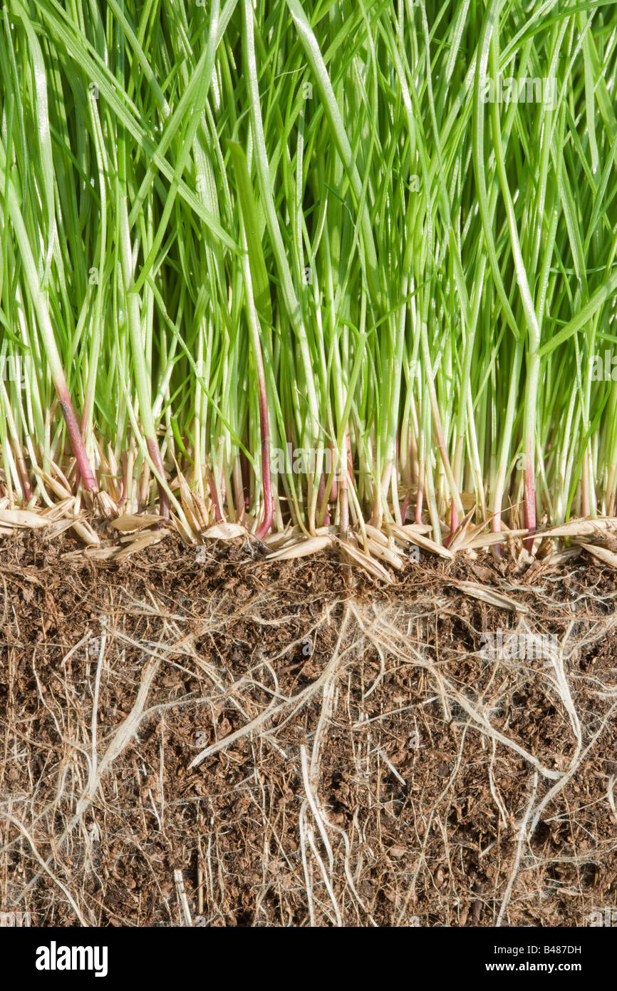Grass Keimen, zeigt Wurzeln unter der Erde Stockfoto