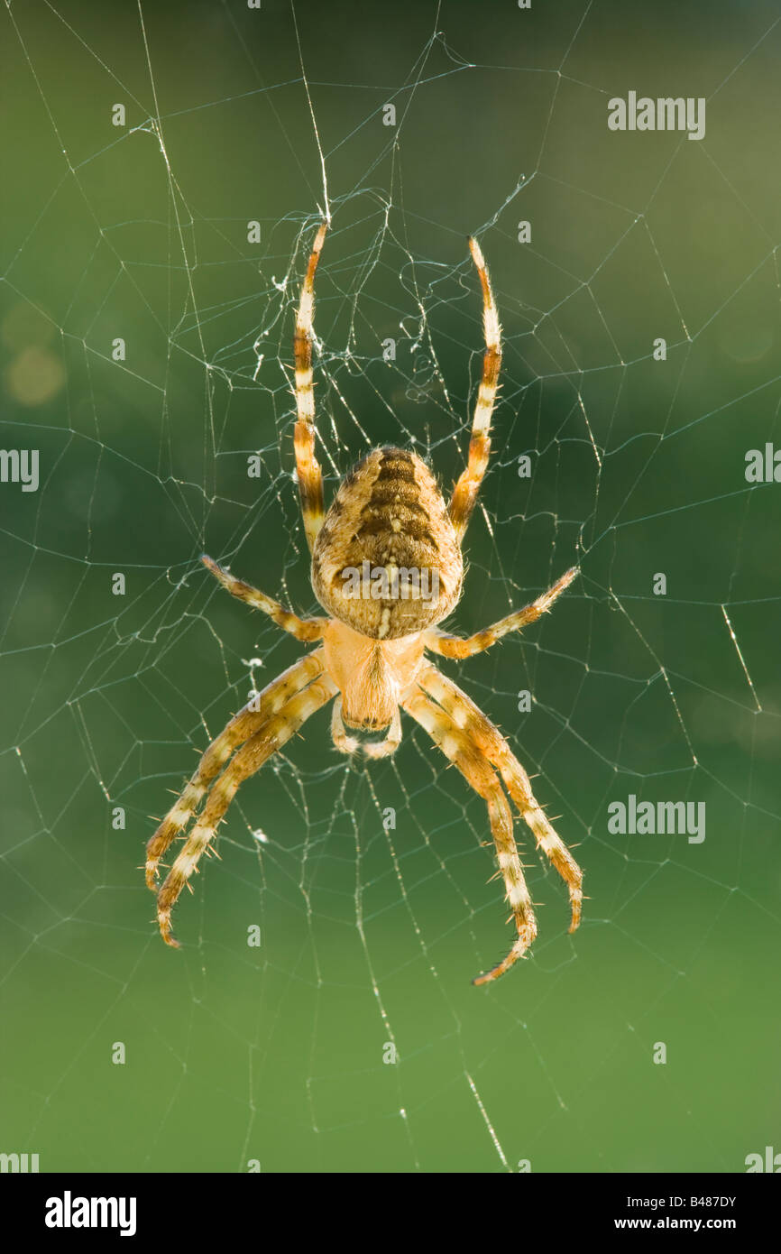 Kreuzspinne (Diadem Spider), Araneus Diadematus. Surrey, UK Stockfoto