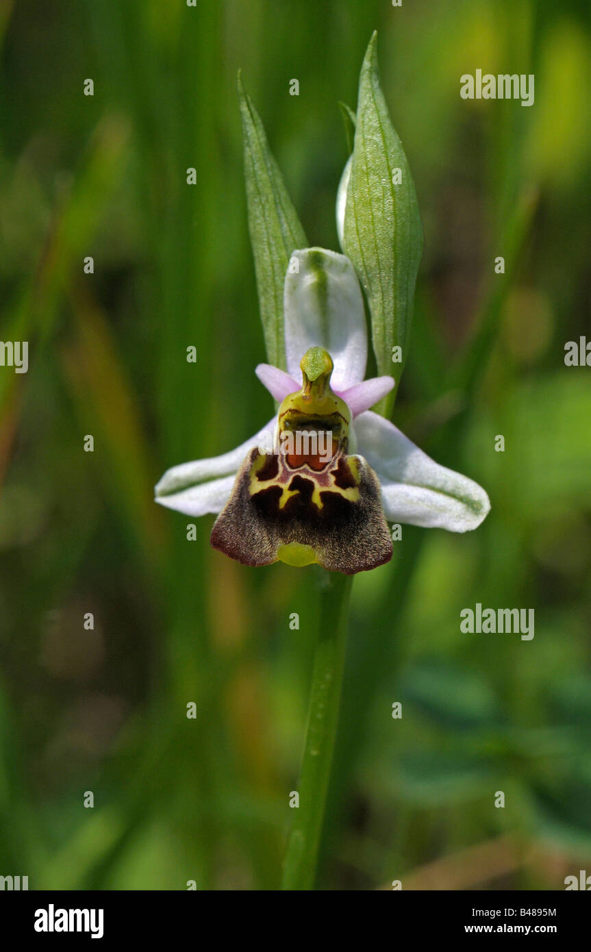 Späten Spider Orchid (Ophrys Holoserica, Ophrys Fuciflora), Blüte Stockfoto