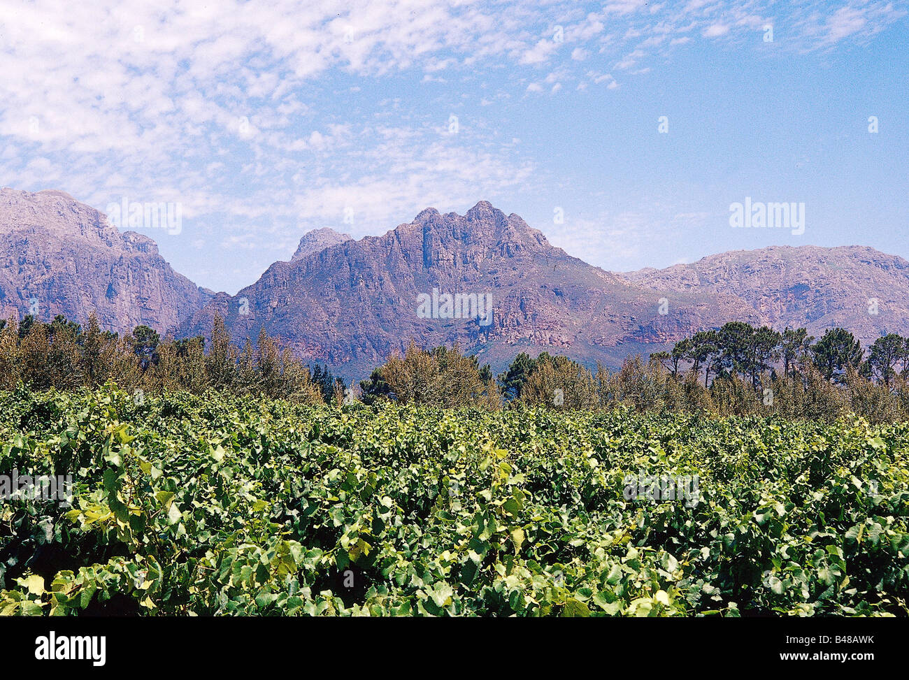 Geographie/Reisen, Südafrika, Landwirtschaft/landwirtschaftliche Betriebe, Wein, Weingut "Ashanti", Paarl, Außenansicht, Additional-Rights - Clearance-Info - Not-Available Stockfoto