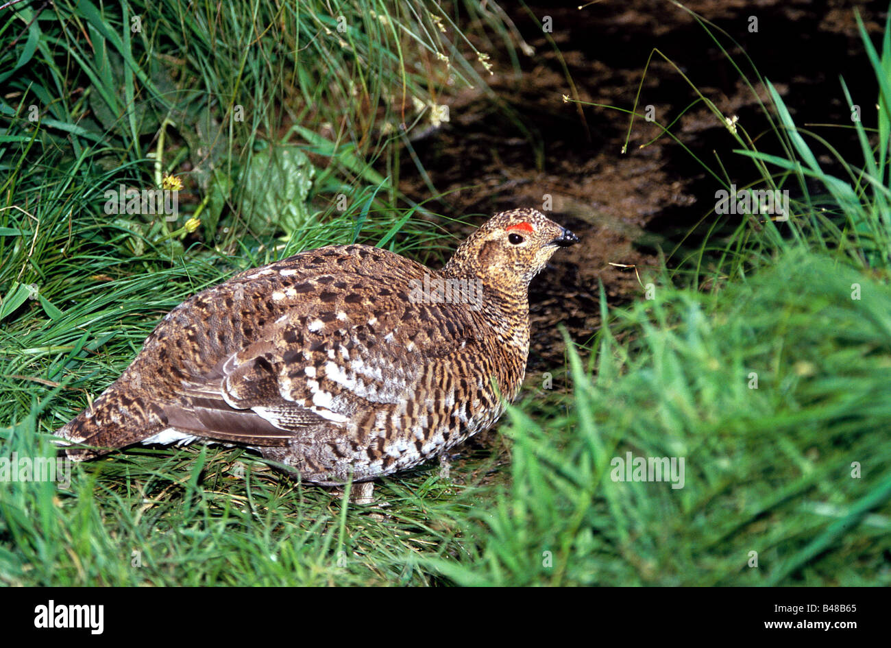 Zoologie/Tiere, Vogel/Vogel, Tetraonidae, Birkhuhn (Tetrao tetrix), weibliche Tier in Gras, Verbreitung: Europa, Asien, Additional-Rights - Clearance-Info - Not-Available Stockfoto