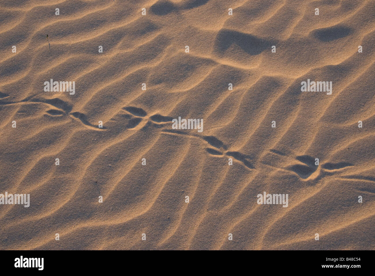 Vogel druckt in den Sand in der Nähe von Ceduna in South Australia Stockfoto
