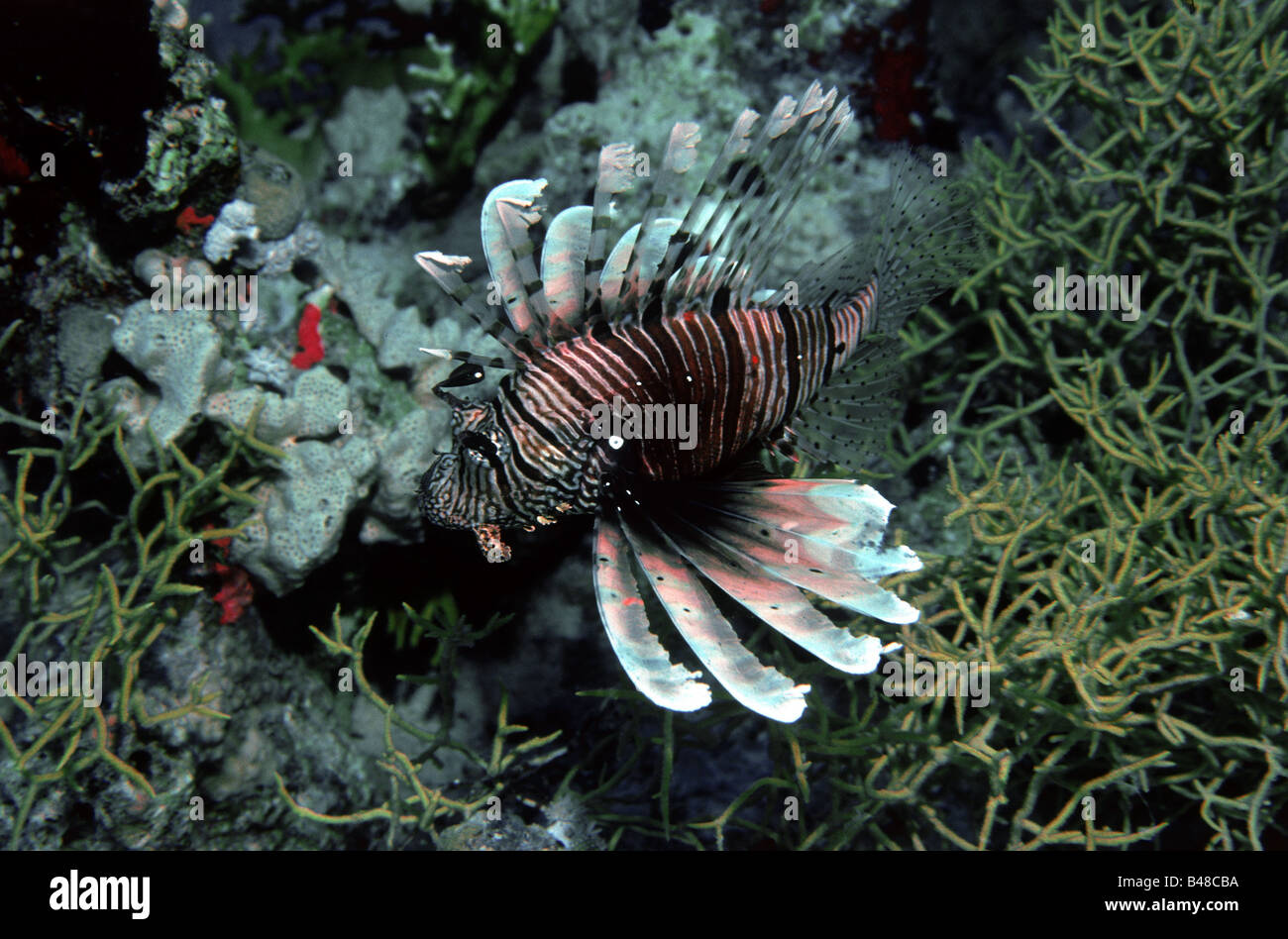 Zoologie/Tiere, Fische, Feuerfische, Rot Rotfeuerfische (Pterois muricata), Unterwasser, Distribution: Western Indo Pazifik, Rotes Meer,, Additional-Rights - Clearance-Info - Not-Available Stockfoto
