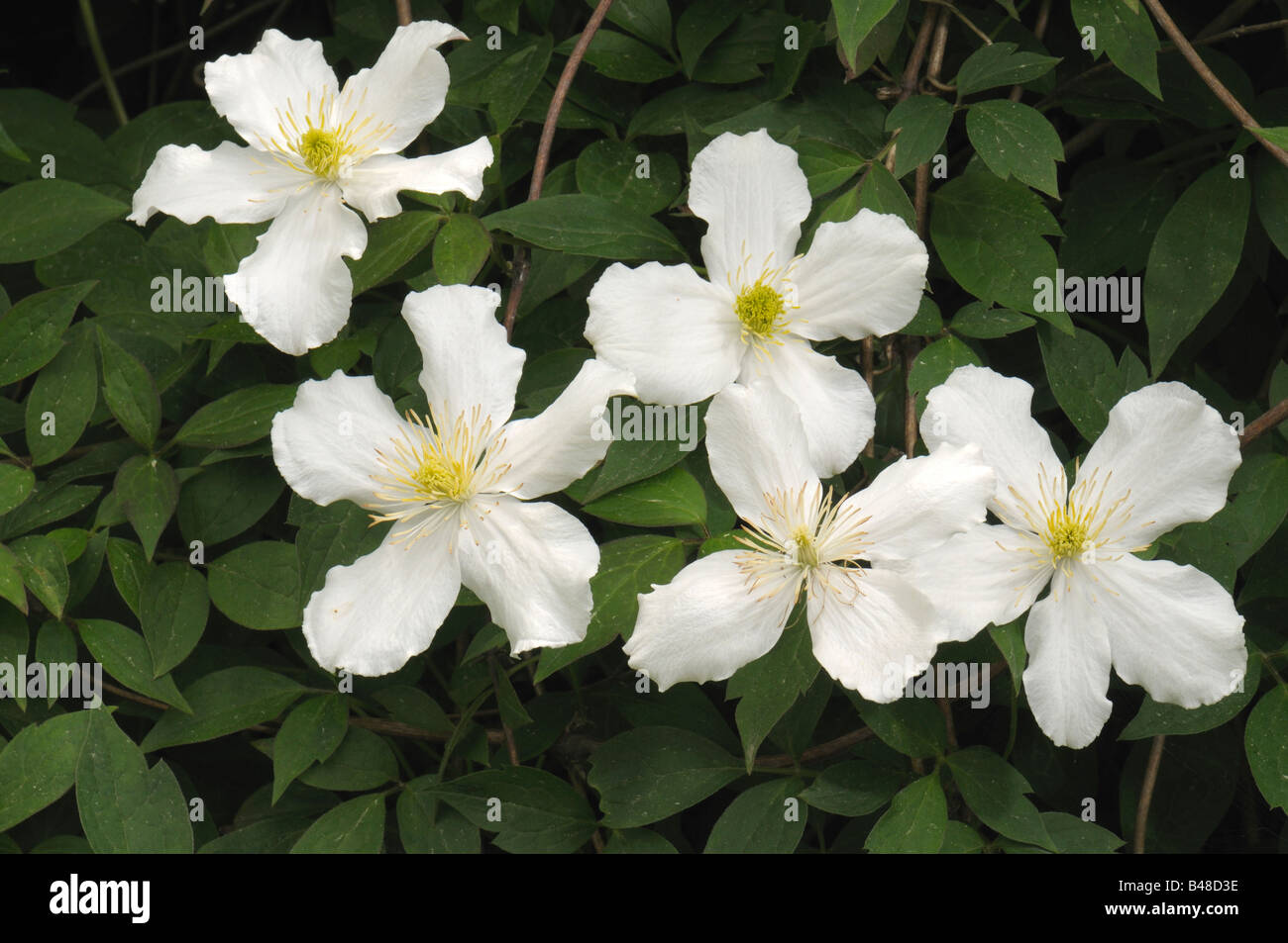 Anemonen-Waldrebe (Clematis Montana), Sorte: Superba, Blüte Stockfoto