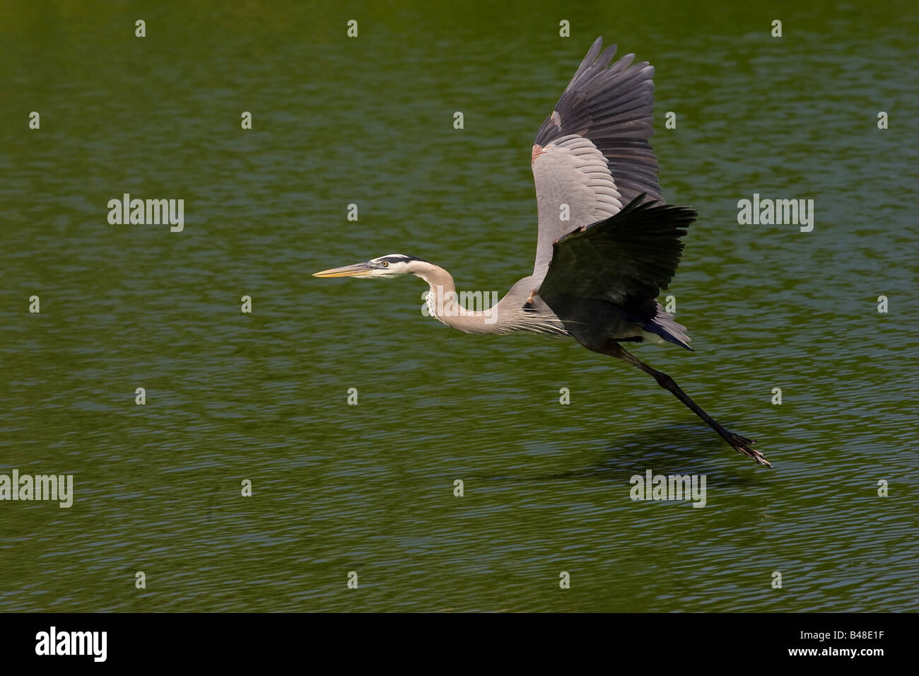 Great Blue Heron (Ardea Herodias) fliegen in Venedig Rookery Stockfoto