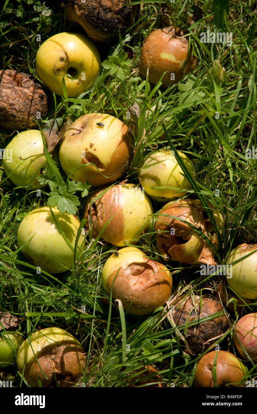 Windfall Äpfel verrotten auf dem Boden in einem Obstgarten Stockfoto