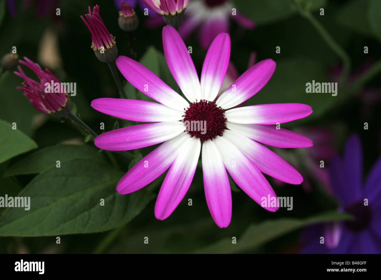 Eine rosa-weiße Blume gegen grüne Blätter Stockfoto