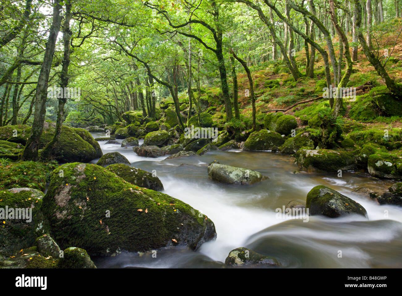 Rocky River Plym fließt durch Dewerstone Wood in Dartmoor National Park Devon England Stockfoto