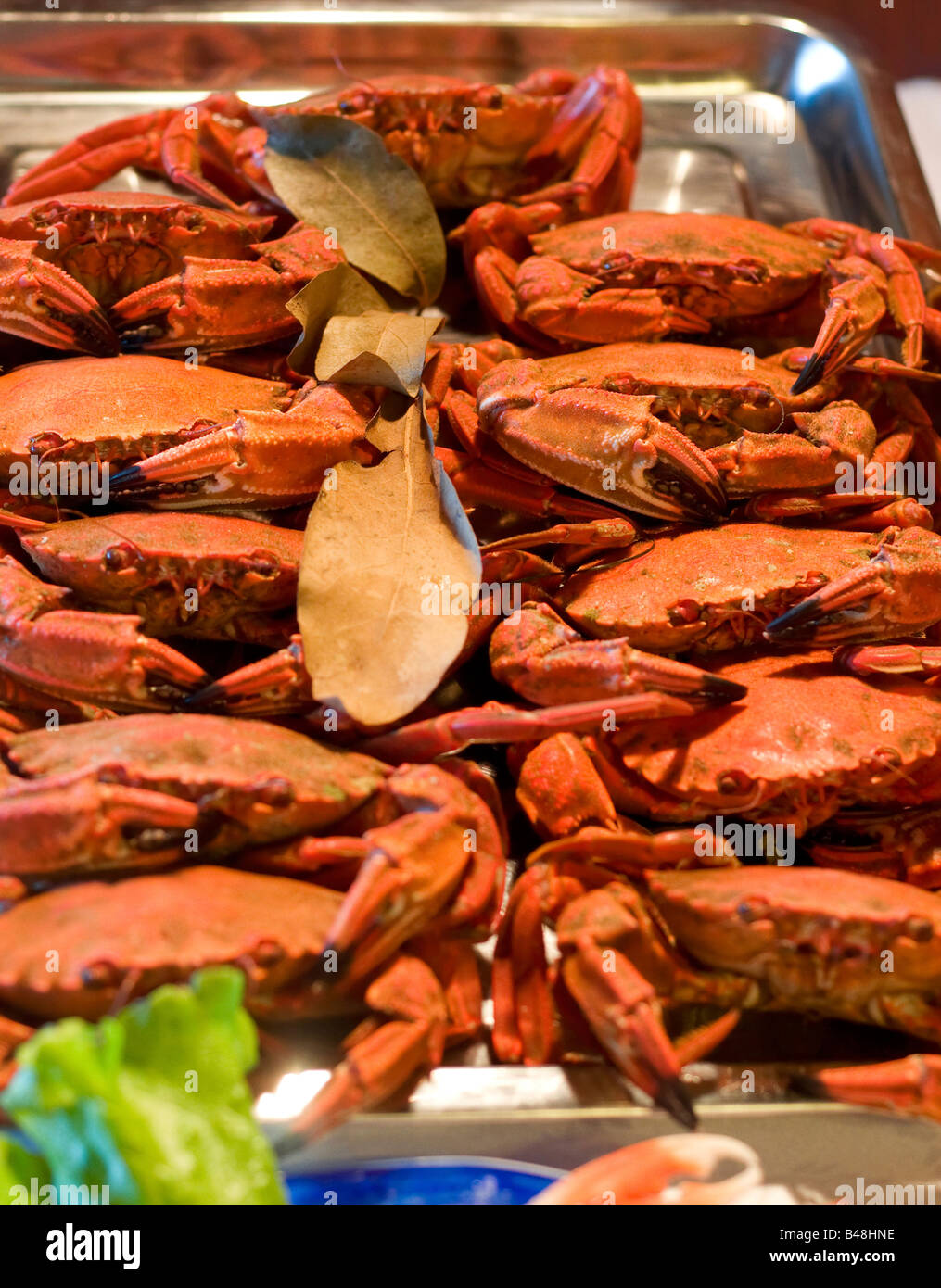 Nahaufnahme von frischen suul Krabben bereit, Kochen Stockfoto
