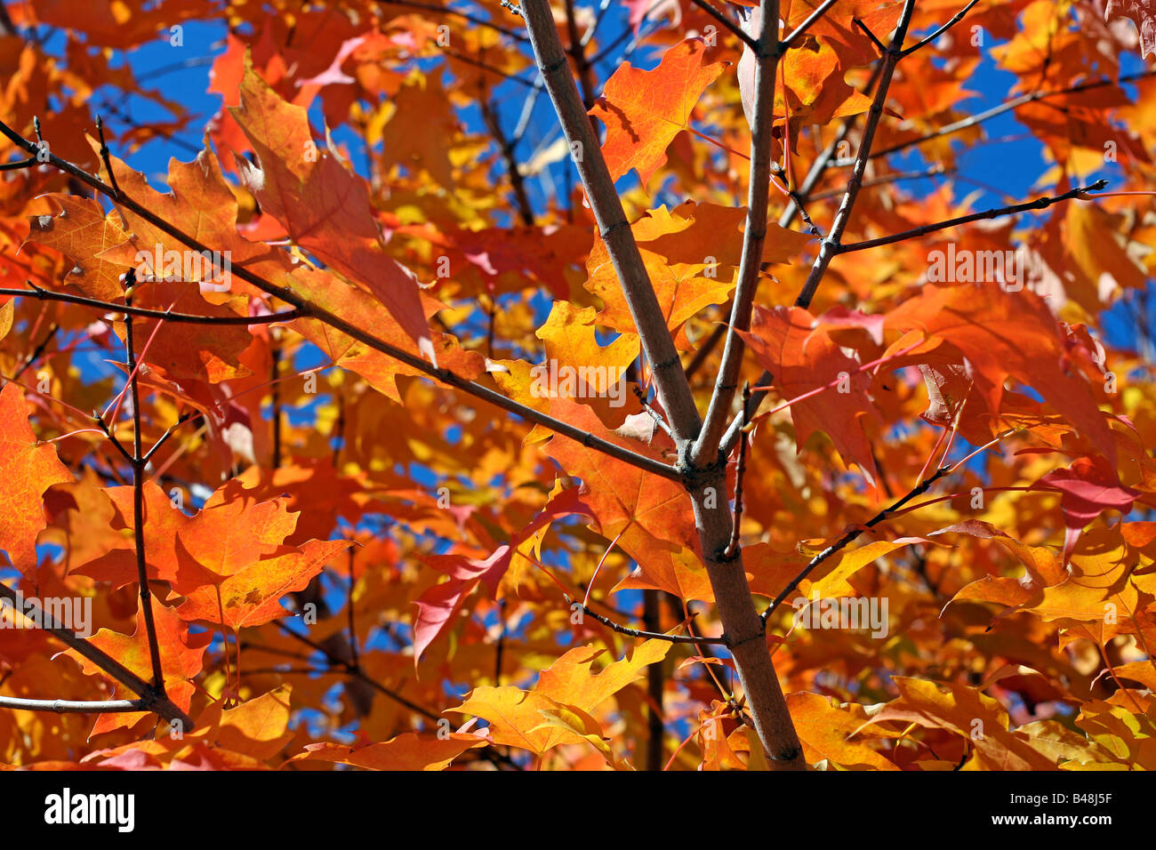 Unterwegs im Herbst Blätter an einem leuchtenden Herbsttag Stockfoto