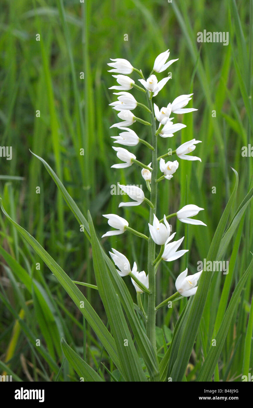 Schwert blättrige Blüte Helleborine (Cephalanthera Longifolia) Stockfoto