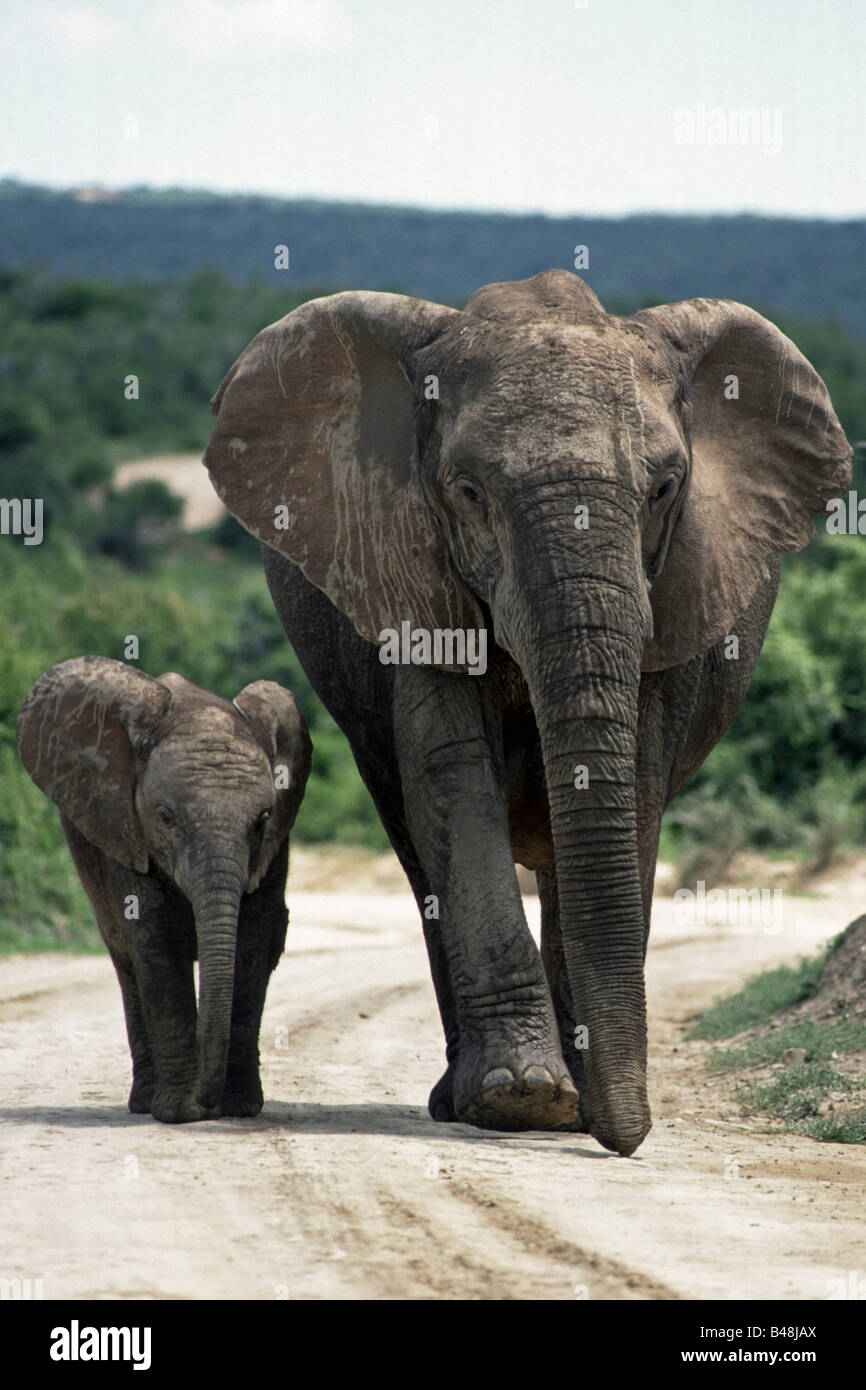 Afrikanischer Elefant mit Jungtier Loxodonta Africana Addo Elephant National Park Suedafrika South Africa Stockfoto