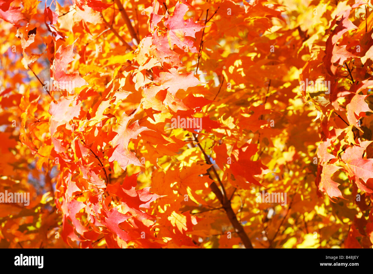 Unterwegs im Herbst Blätter an einem leuchtenden Herbsttag Stockfoto