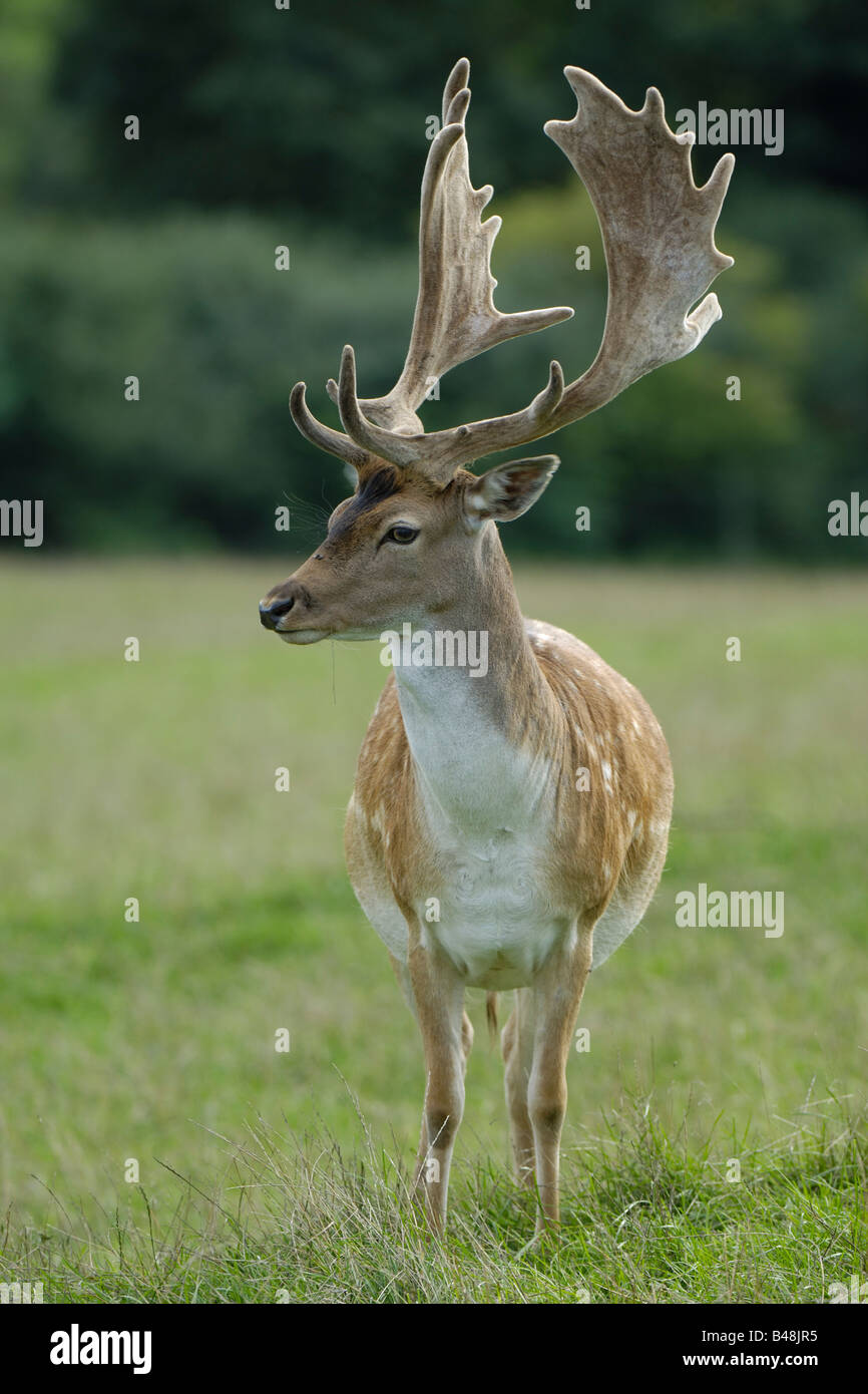 Damhirschen Cervus Dama Dama Damhirsch Stockfoto