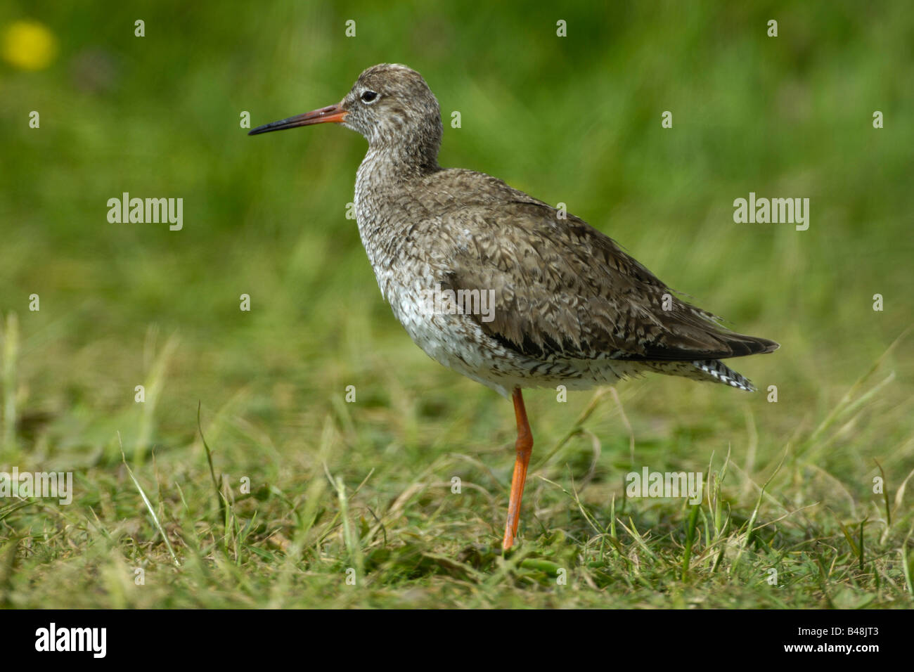 Rotschenkel gemeinsame Rotschenkel Tringa totanus Stockfoto