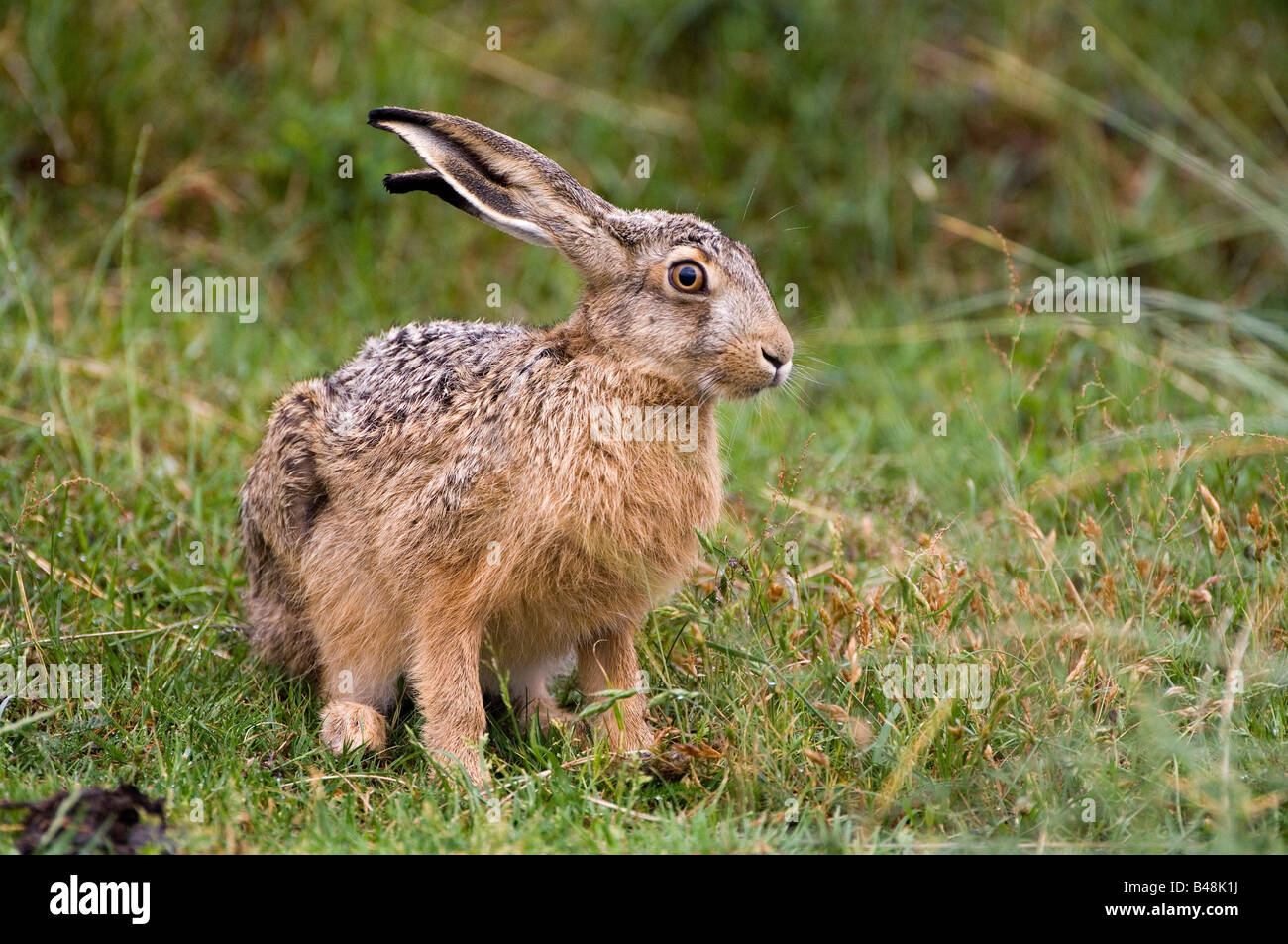 Europaeischer Feldhase Lepus Europaeus Europäische Feldhase Stockfoto