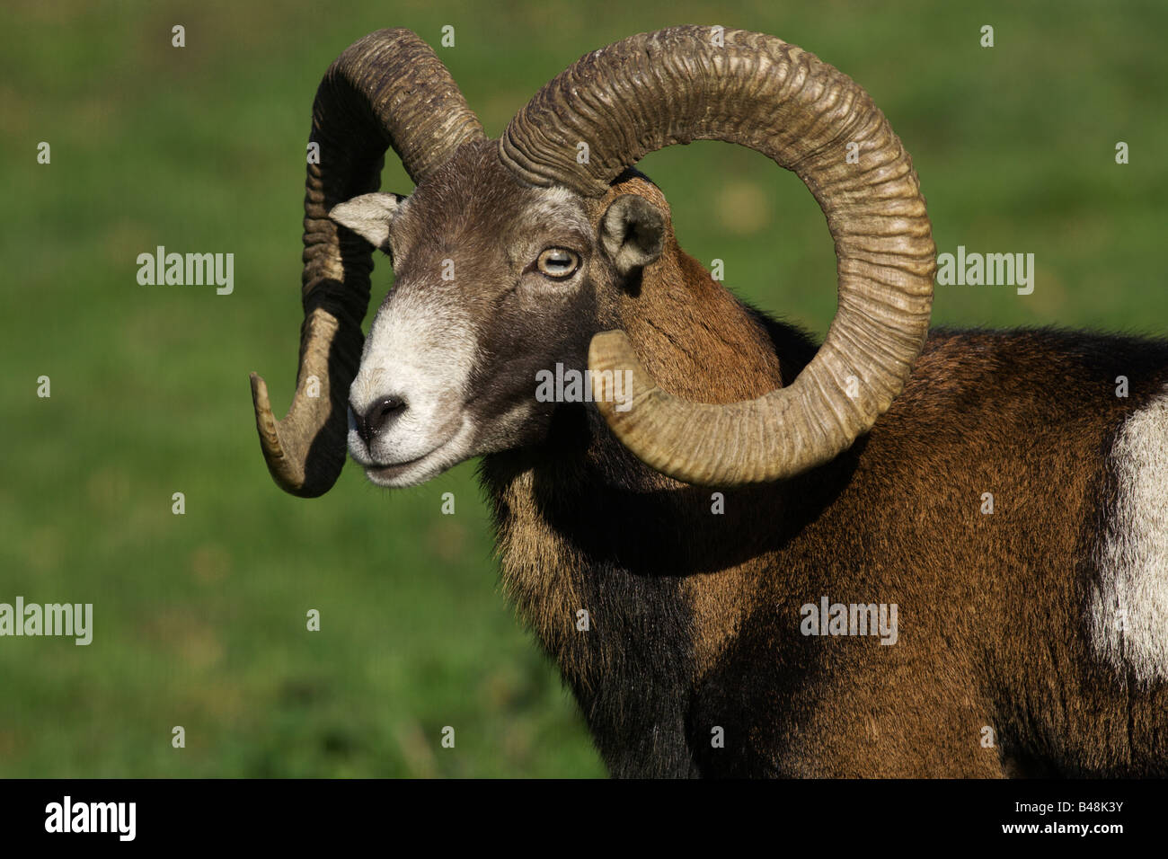 Muffel Stockfotos & Muffel Bilder Alamy