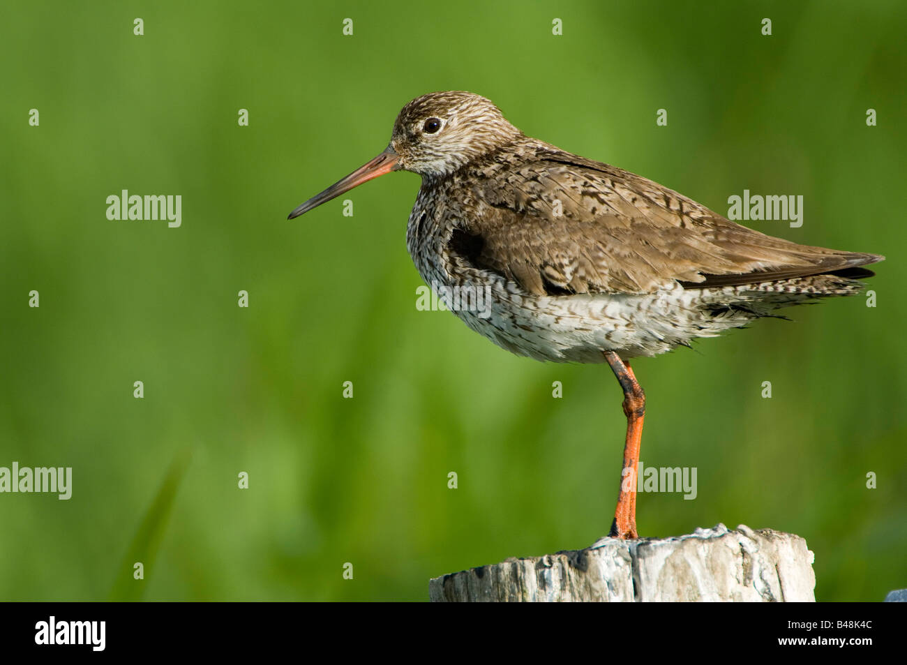 Rotschenkel gemeinsame Rotschenkel Tringa totanus Stockfoto