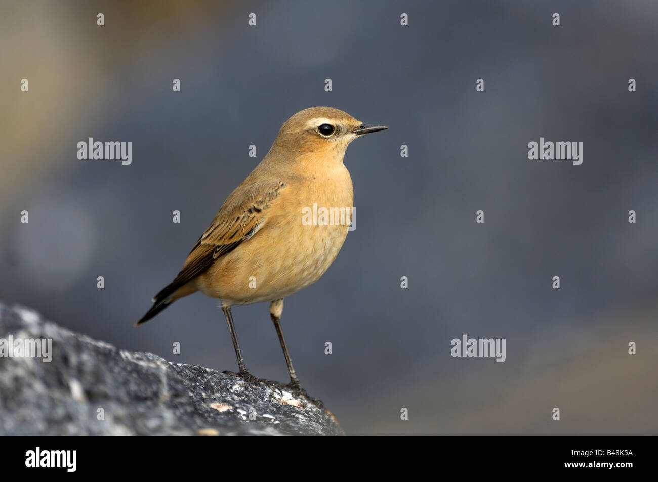 Steinschmaetzer nördlichen Steinschmätzer Oenanthe oenanthe Stockfoto