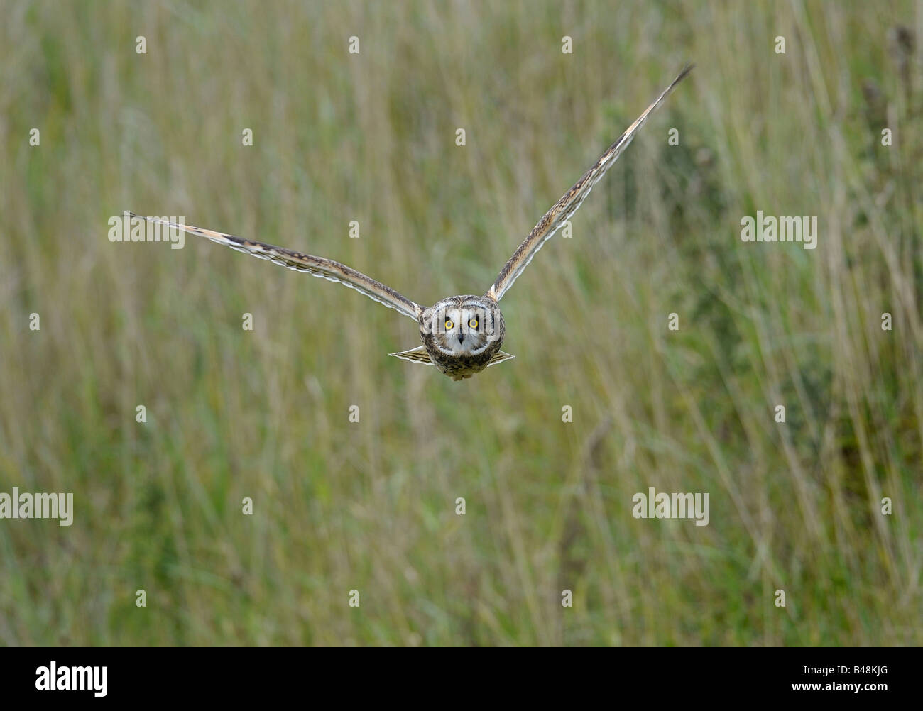 Kurze Eared Owl. (Asio Flammeus) fliegen direkt in die Kamera.  Französisch: Hibou des Marais Deutsch: Sumpfohreule Spanisch: Búho Campestre Stockfoto