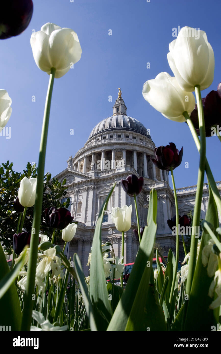 Geringe Aussicht auf St. Pauls Cathedral durch Tulpen Stockfoto