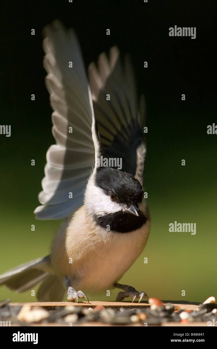 Carolina Chickadee Poecile carolinensis Stockfoto