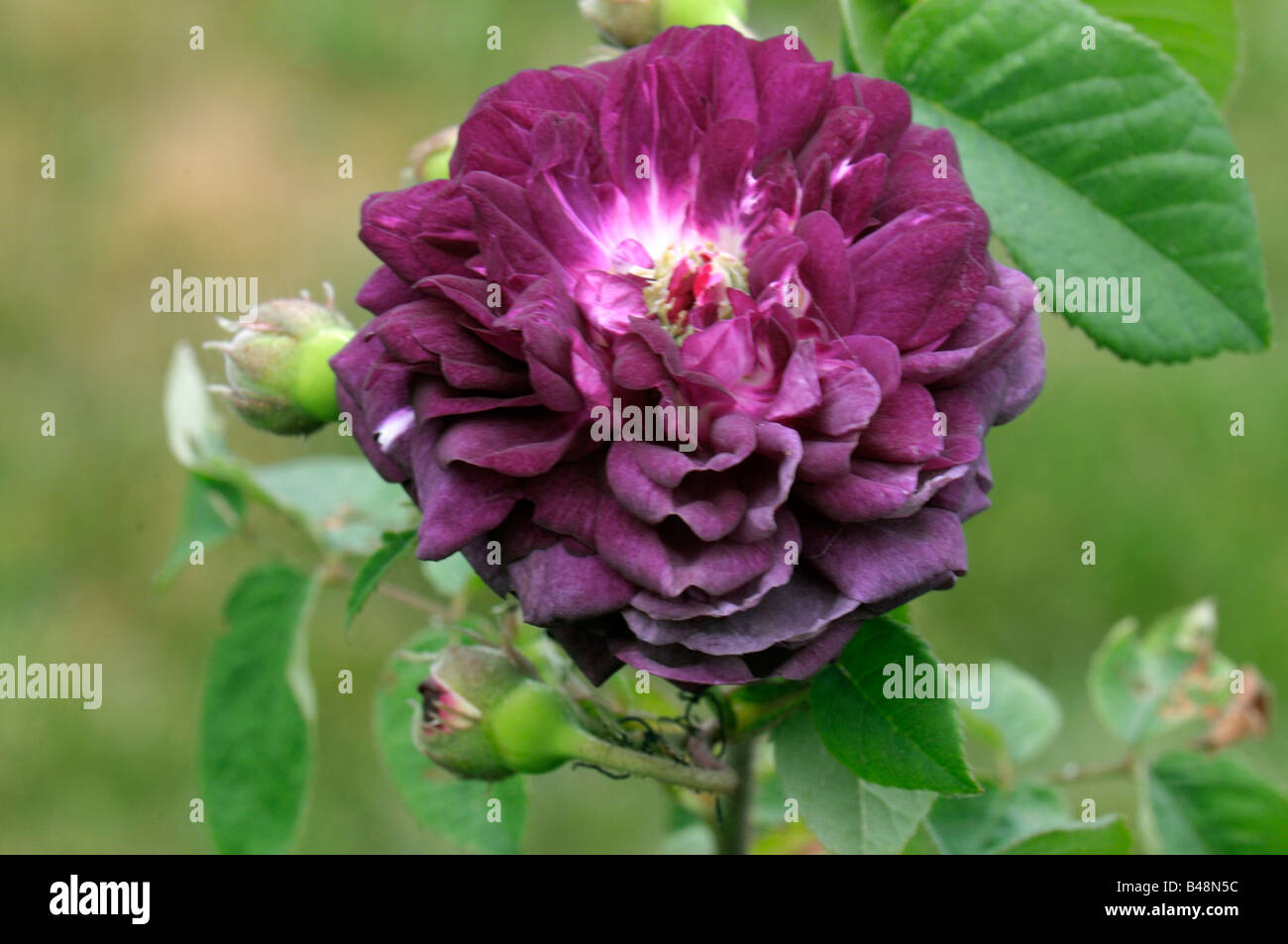 Alte Garten Rose (Rosa Gallica), Sorte: Kardinal de Richelieu, Blume Stockfoto