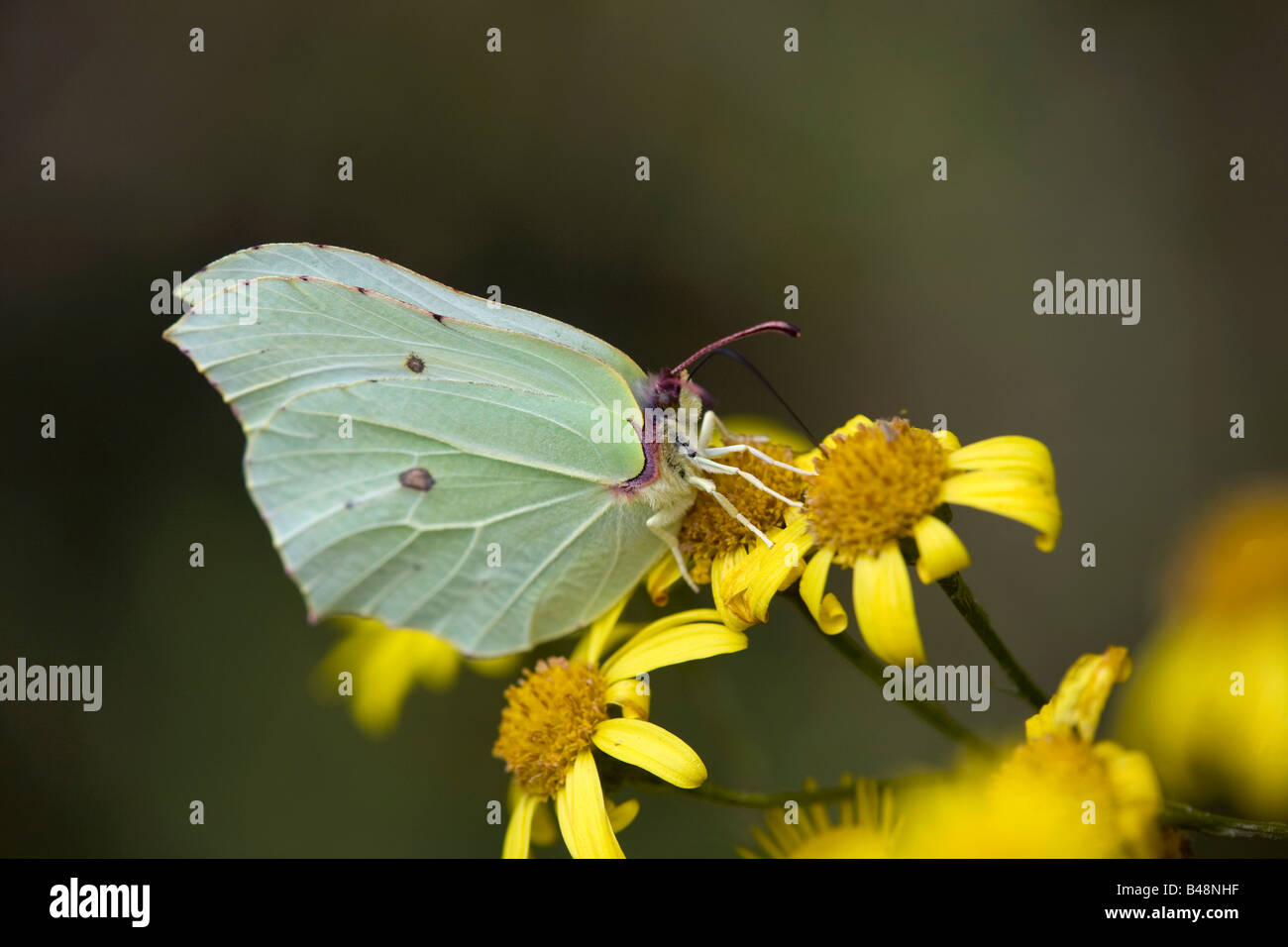 Brimstone Schmetterling Gonepteryx Rhamni weibliche Fütterung Stockfoto