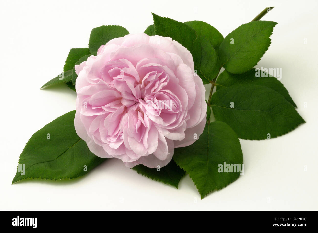 Kohl-Rose, Provence Rose (Rosa X centifolia), Sorte: Fantin Latour, Blume, Studio Bild Stockfoto