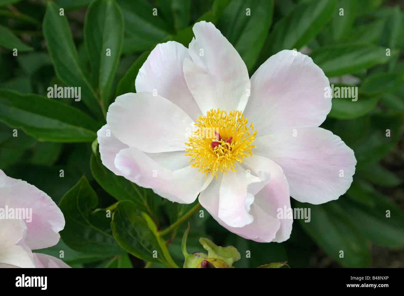 Weiße Paeony, gemeinsamen Garten Paeony, chinesische Paeony (Paeonia Lactiflora), Sorte: Nymphe, Blume Stockfoto