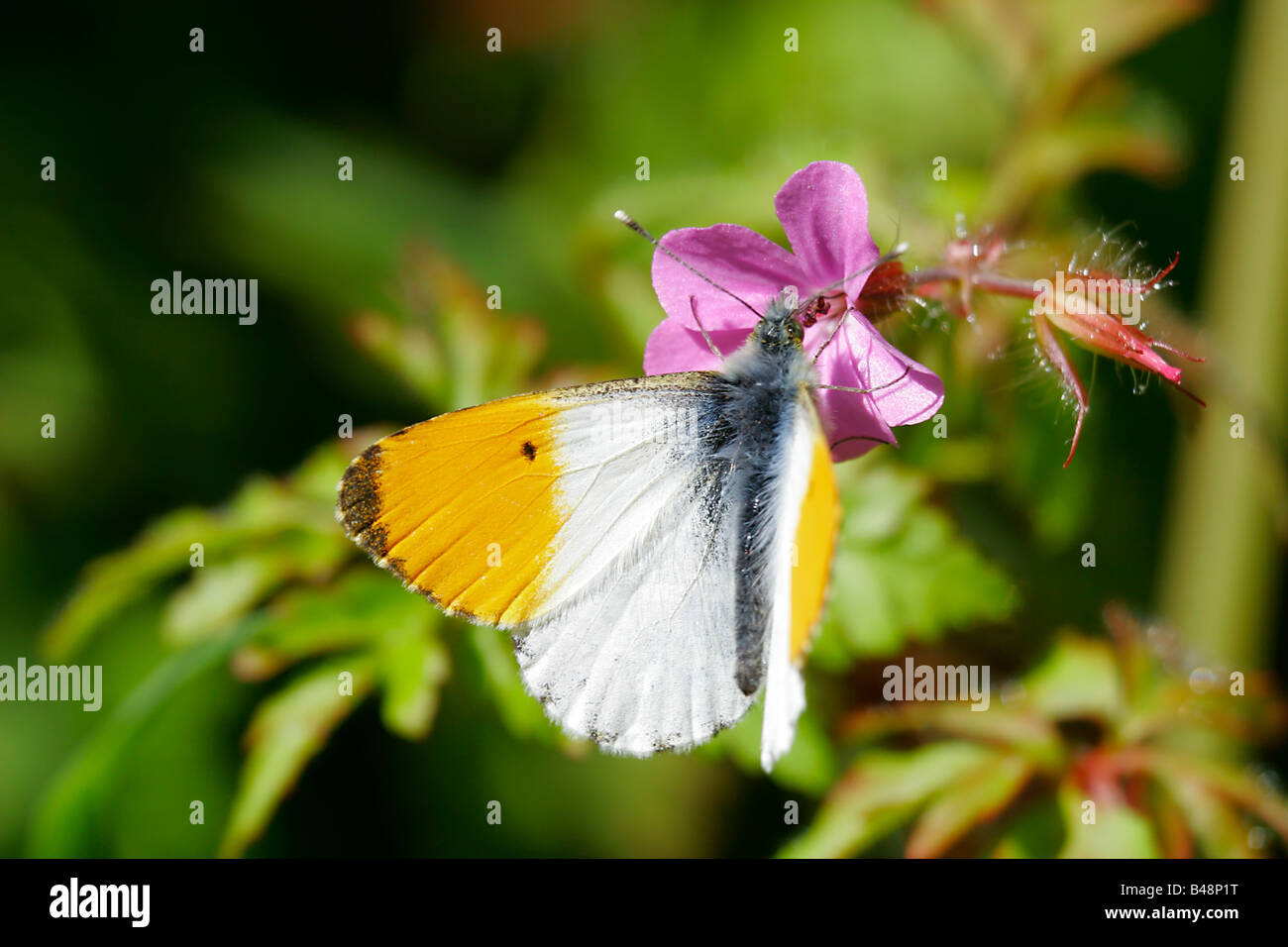 Orange Spitze Schmetterling Stockfoto