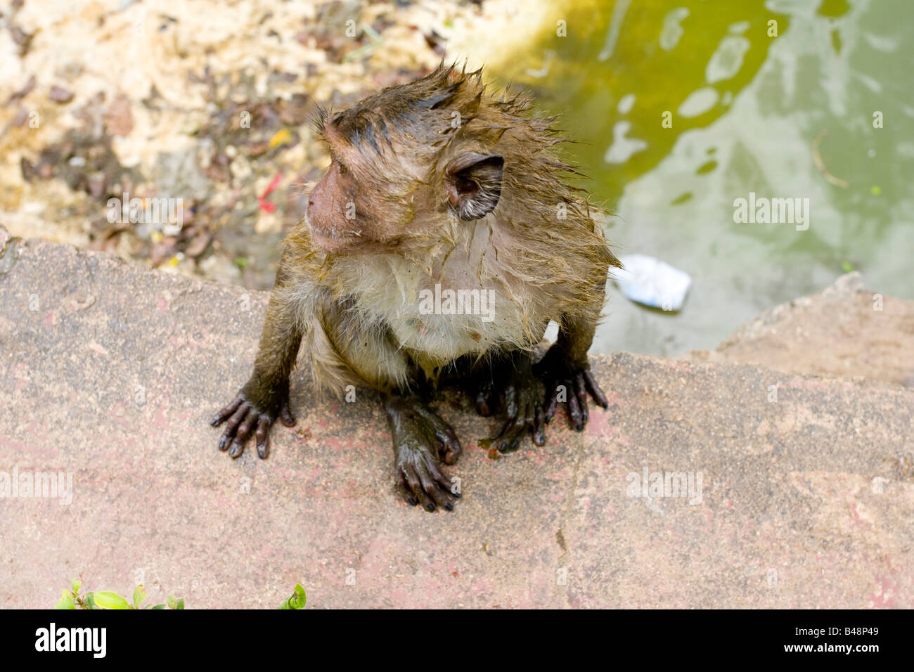 Wat Khao Lad "Affentempel" Stockfoto