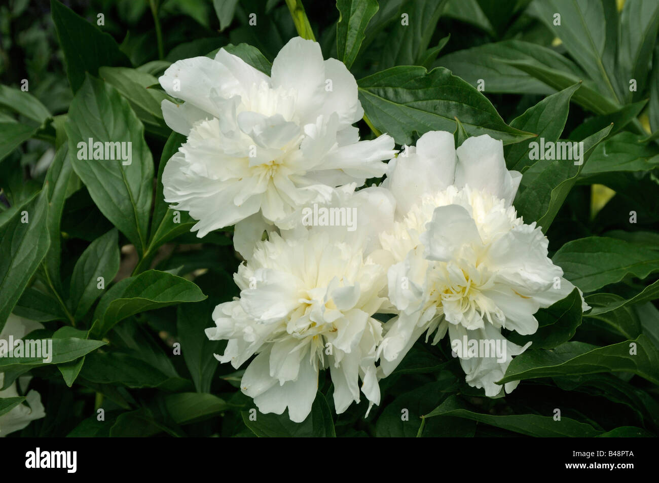 Weiße Paeony, gemeinsamen Garten Paeony, chinesische Paeony (Paeonia Lactiflora), Sorte: Primvere, Blumen Stockfoto