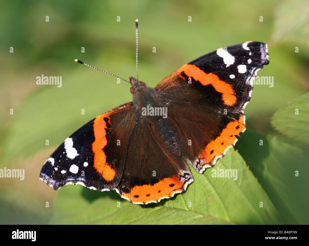 eine rote Admiral oder Vanessa Atalanta Schmetterling ruht auf einem grünen Hosta-Blatt Stockfoto