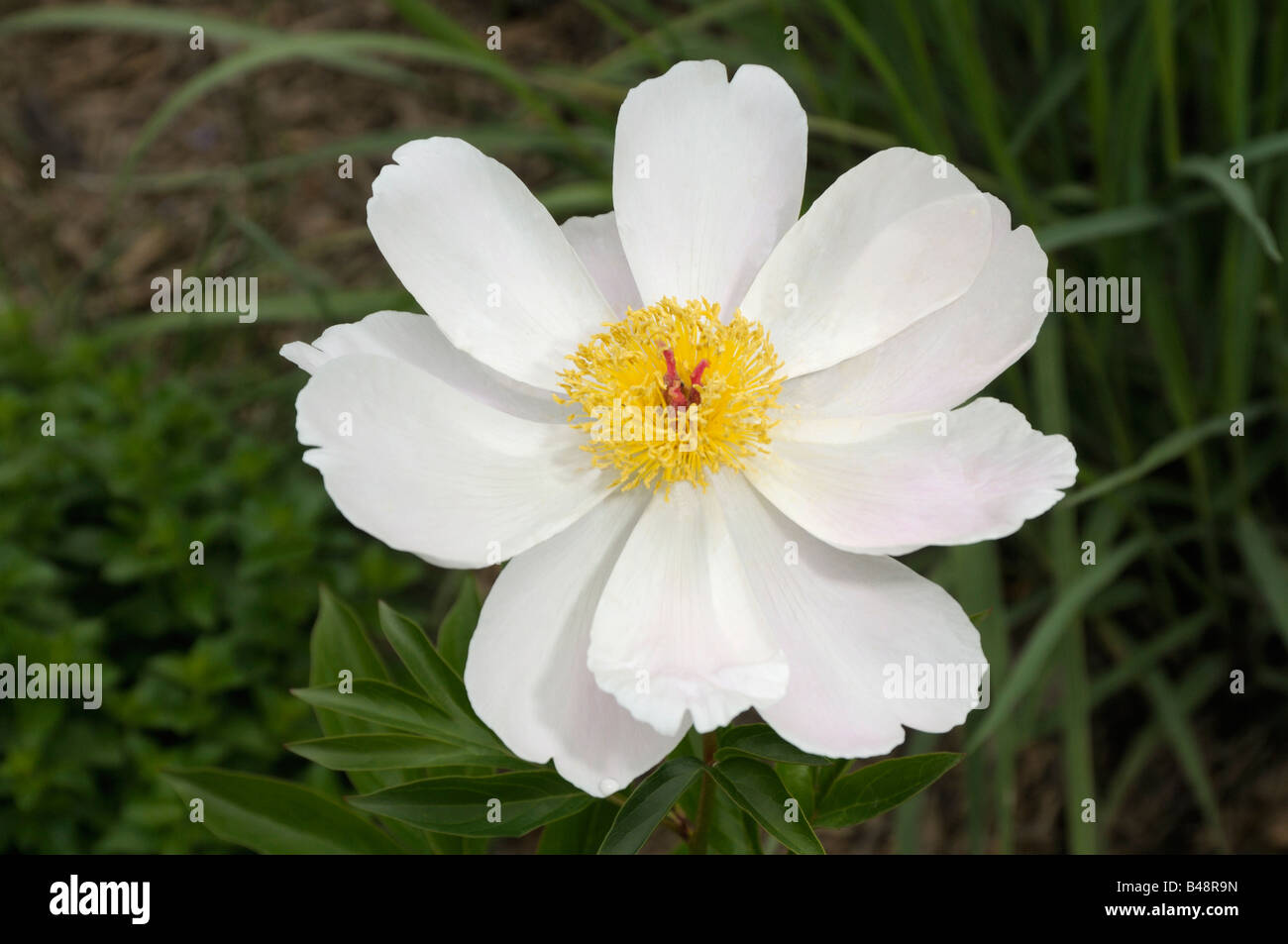 Weiße Paeony, gemeinsamen Garten Paeony, chinesische Paeony (Paeonia Lactiflora), Sorte: Nymphe, Blume Stockfoto
