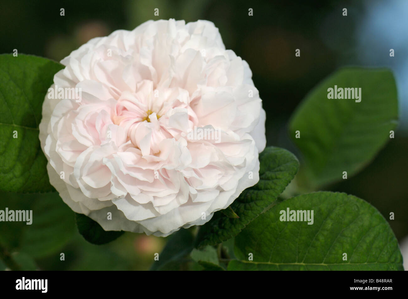 Alter Garten Rose, gemalt Damaszener Rose (Rosa X damascena), Sorte: Leda, Blume Stockfoto